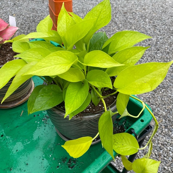 SEND ME OFFERS🌸💖🎀🦩👚 - Picture 4 of 4